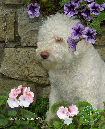 Lagotto Romagnollo 9M049D-07.JPG